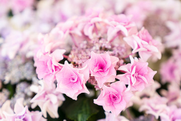 ピンクのアジサイ