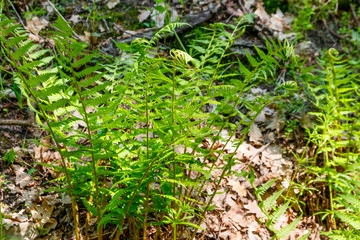 Green fern in a forest
