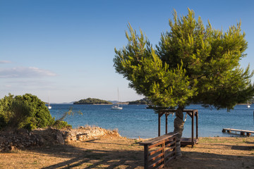 Fototapeta na wymiar Olive tree and a beach, Tisno, Croatia