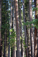Close view into the trunks of the tall firs in the high sierra forest