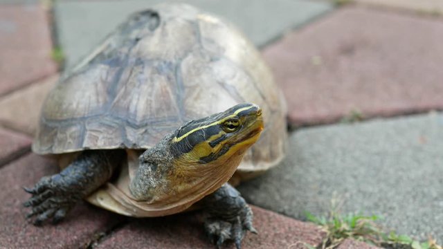 Turtle moving his head slowly