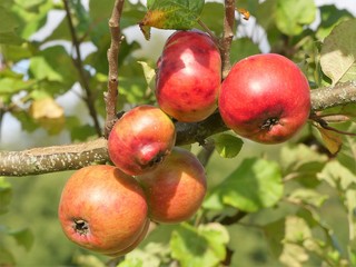 Crimson Newton Wonder Apple Malus domestica, a cultivar of apple which is usually eaten cooked due to its sourness
