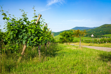 Fototapeta na wymiar Des vignes traversées par une route
