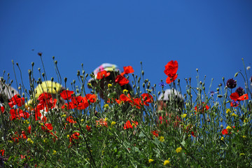 A field of red poppies against a blue sky without clouds. Look at the hats of travelers who walk across the field. Selective focus, bottom view, close-up.