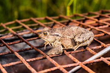 Serious toad on the grid