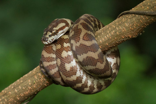  Carpet python (Morelia spilota) curled on a branch