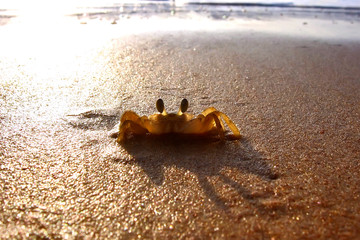 Fototapeta na wymiar Atlantic ghost crab on the sand beach photographed in Guarapari, Espirito Santo. Southeast of Brazil. Atlantic Forest Biome. 