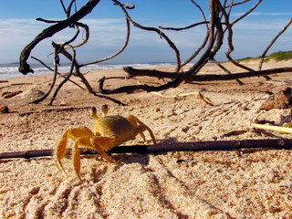Atlantic ghost crab on the sand beach photographed in Guarapari, Espirito Santo. Southeast of Brazil. Atlantic Forest Biome. 