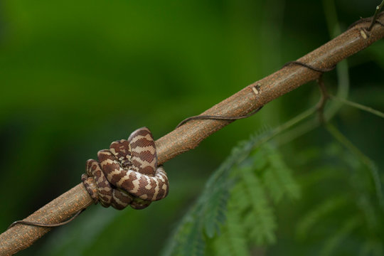  Carpet python (Morelia spilota) curled on a branch