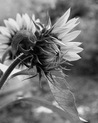 Sunflower in Mono