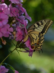 butterfly on a pink flower