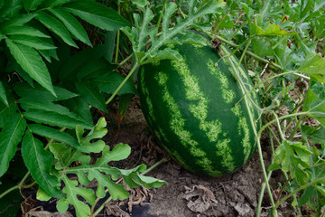 The growing water-melon in the field