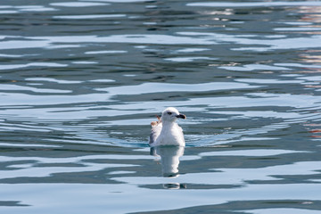 seagull sailing quietly in the mediterranean sea near the island of Elba