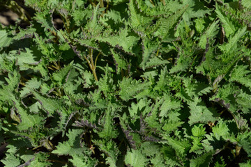 Young nettle in a garden