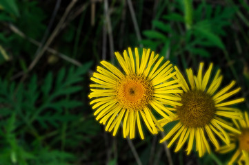 dandelion in the grass