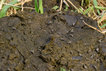 A cow cake in the grass. Manure of cattle.