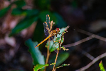 gold dragonfly with a dark background