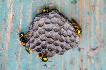 Nest of wasps in the old electrical switchboard. Wasp polist.