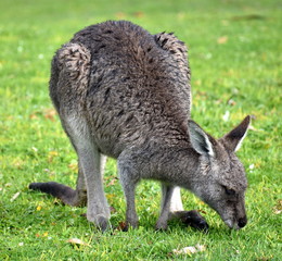 Young kangaroo feeding in a national park