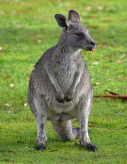 Young kangaroo standing in a national park