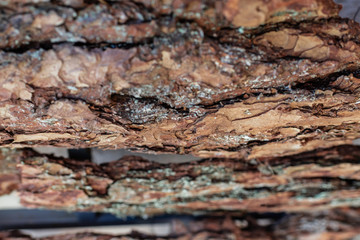 Relief texture of the brown bark of a tree with green moss on it tree bark texture.