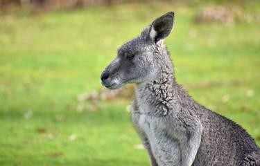 Top half of kangaroo in a park