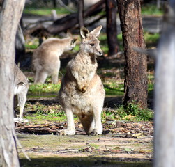 Naklejka na ściany i meble Young kangaroo standing in a national park