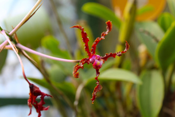 mini orchid red colors with their green leaves
