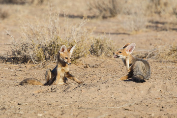 Cape Fox playing in the Kgalagadi Transfrontier Park in the Kalahari Desert in South Africa