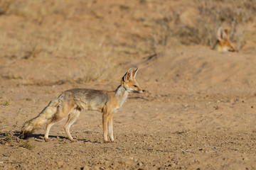 Fototapeta premium Cape Fox in the Kgalagadi Transfrontier Park in the Kalahari Desert in South Africa