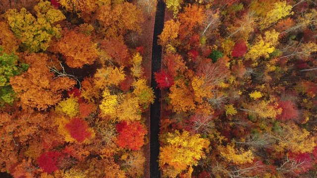 Overhead aerial, Daniel Boone National Forest in autumn