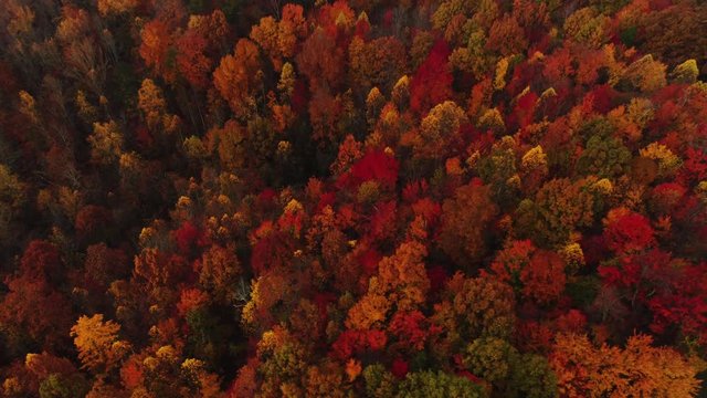 Autumn forest in Corbin, aerial