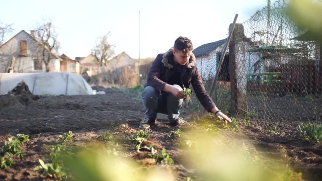A young farmer plants in the ground. A man ennobles his garden. A man planting strawberries in the ground. Organic farming. Croft.