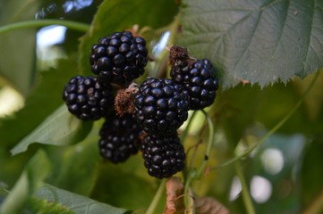 ripe, juicy homemade black raspberries