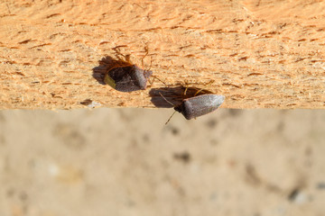 Stink bug on a wooden board. Brown bug.