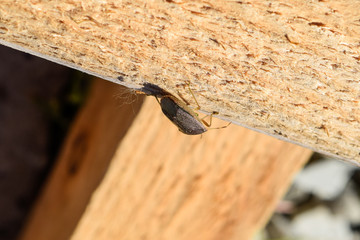 Stink bug on a wooden board. Brown bug.