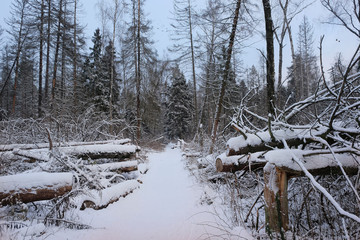 Winter forest
