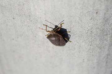 Stink bug on a gray slate. Brown bug.