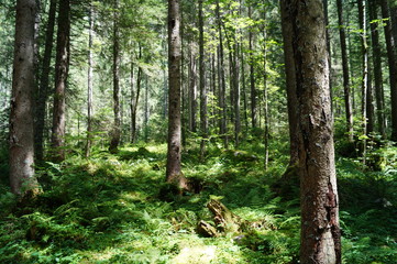 Wald im Sommer