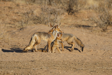 Cape Fox playing in the Kgalagadi Transfrontier Park in the Kalahari Desert in South Africa
