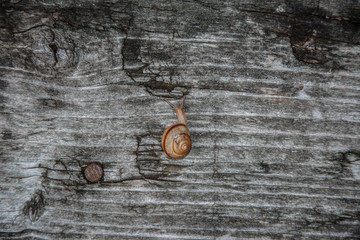 A snail crawls on a wooden Board. Close-up photo.