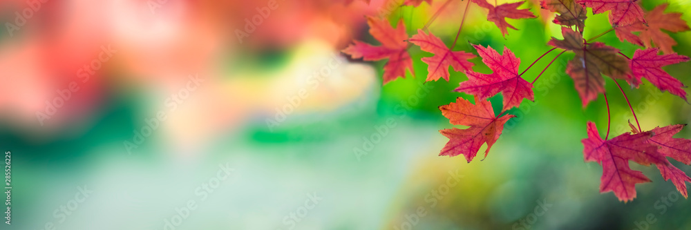 Poster Red autumn leaves background