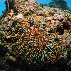 Naklejka na ściany i meble The Crown-of-thorns starfish is the second largest sea star in the world. Overpopulation of Crown-of-thorns can cause widespread reef destruction.
