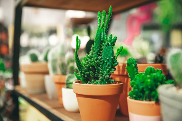 Market of flowers, mini cactus in pots shelves sold