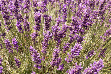Lavender on lavenders field in bloom