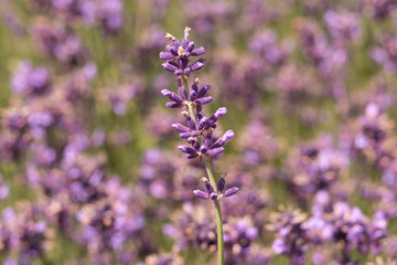 Lavender on lavenders field in bloom