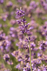 Lavender on lavenders field in bloom
