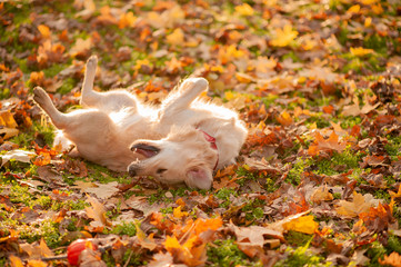 Happy white dog golden retriever looking at his owner in summer park on sunny day.