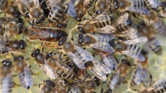 Queen bee lay eggs in the honeycomb Beginning of work of the young queen bee. Bees stimulate the young queen bee to lay eggs.