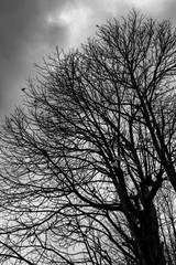 Árvore seca em preto e branco